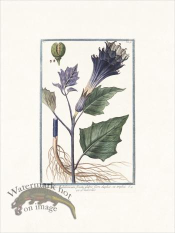 Bonelli 093 Thornapple